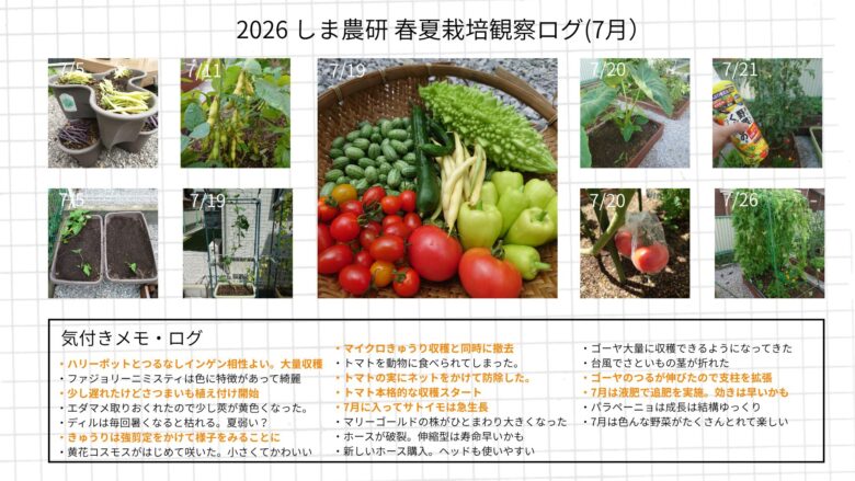 2026年7月のしま農研の春夏栽培記録として、夏野菜の収穫や生長、追肥、防除、台風対策などの様子を写真とメモでまとめた図。