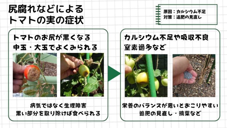 尻腐れによってお尻が黒くなったトマトの実の症状と、カルシウム不足や吸収不良、窒素過多などの原因、追肥の見直しや摘葉などの対策をまとめた図解