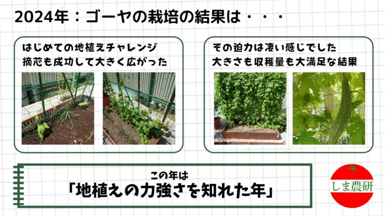 2024年に地植えで育てたゴーヤが大きく茂り実をつけた様子