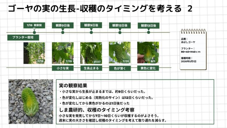 ゴーヤの小さな実から黄色く変化するまでの日数を観察した図解