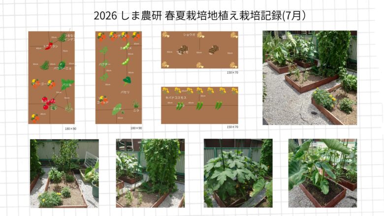 2026年7月のしま農研春夏栽培地植え記録として、配置図と生長し始めた春夏野菜の菜園写真をまとめた画像