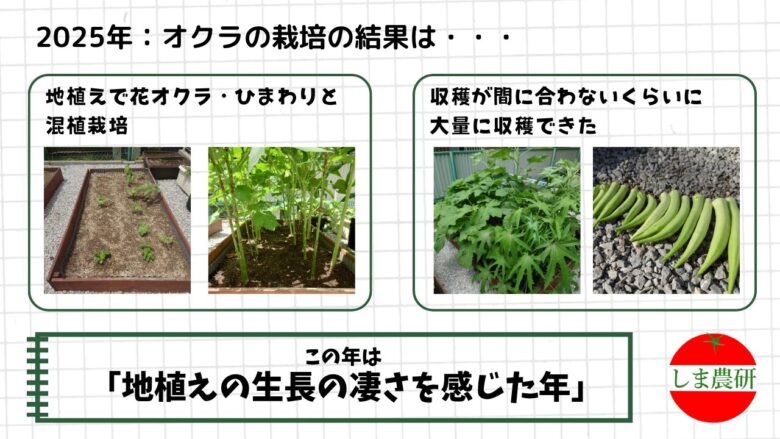 2025年に花オクラやひまわりと混植した地植え栽培で、大きく育った株と豊富な収穫を記録したオクラ観察画像