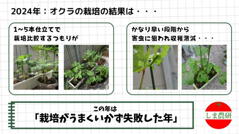 2024年に1〜5本仕立ての比較栽培を試みたものの、初期から害虫被害を受けて生育が低下したオクラの観察記録画像