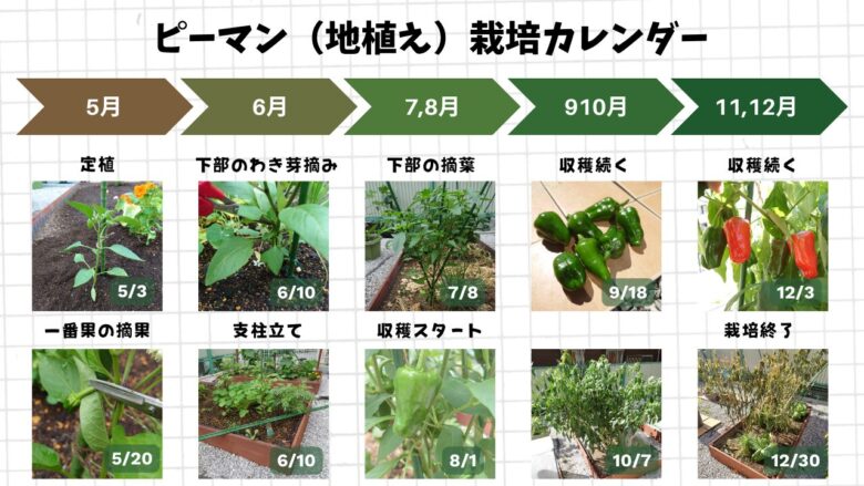 地植えで育てたピーマンの定植から摘果、わき芽摘み、収穫、栽培終了までの成長記録