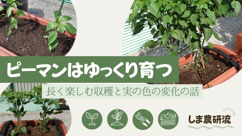 プランターで育つピーマンの成長写真を背景に、「ピーマンはゆっくり育つ　長く楽しむ収穫と実の色の変化の話」と入れた記事アイキャッチ画像。