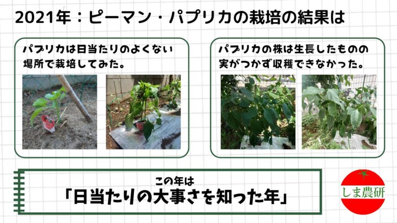 2021年に日当たりの違う場所で育てたピーマンとパプリカの生育差を観察した様子