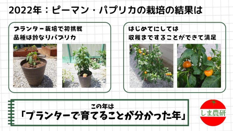 2022年に鈴なりパプリカをプランターで育て色づいた実を収穫した様子