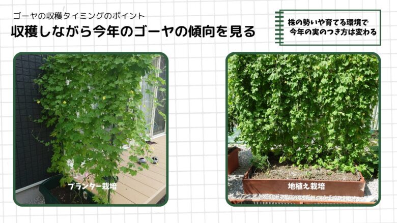 プランター栽培と地植え栽培のゴーヤの株を比較し、収穫しながらその年の育ち方や実のつき方の傾向を見ることを示した図解
