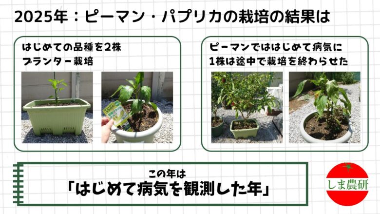 2025年にプランターで育てたピーマン2株のうち1株に病気らしい症状が出た様子