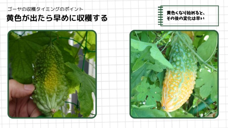 ゴーヤの実に黄色が出始めた状態と、その後さらに黄色く変化した状態を比較し、早めの収穫目安を示した図解