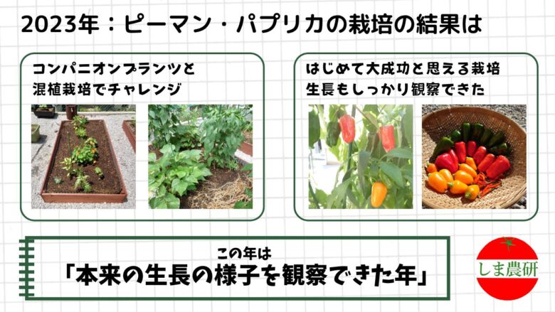 2023年にコンパニオンプランツと混植したピーマンとパプリカの生長と収穫の様子
