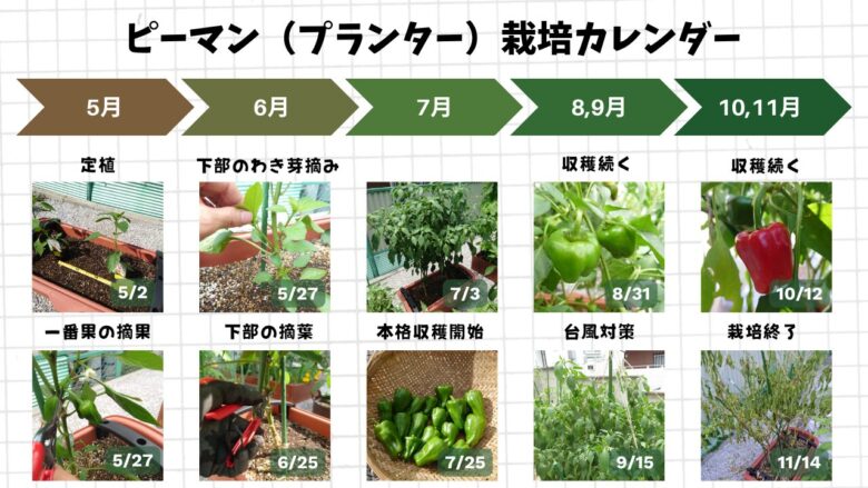 プランターで育てたピーマンの定植から摘果、わき芽摘み、収穫、栽培終了までの成長記録