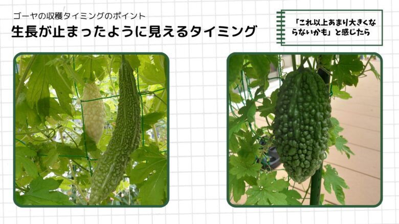 ゴーヤの実が大きくなったあと、生長が止まったように見えるタイミングを2枚の写真で示した収穫タイミングの図解