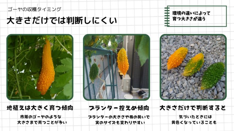 地植えとプランターで育てたゴーヤの大きさの違いを比較し、大きさだけでは収穫タイミングを判断しにくいことをまとめた図解