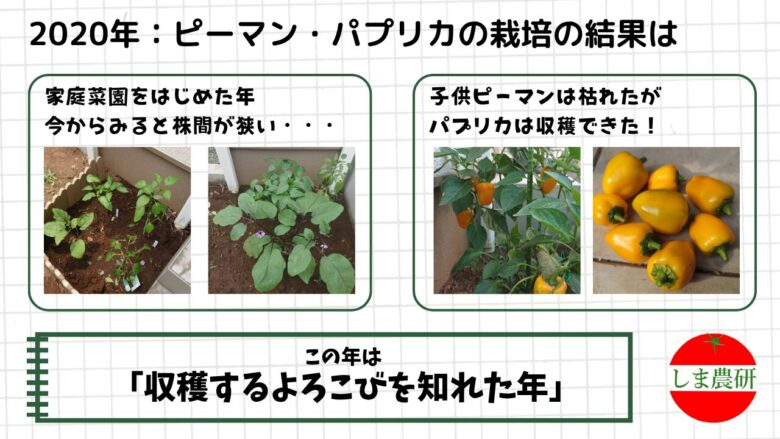 2020年にピーマンとパプリカを地植えで育て黄色いパプリカを収穫した様子