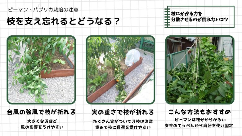 ピーマン・パプリカ栽培で強風や実の重さによる枝折れと支柱での固定方法をまとめた図解