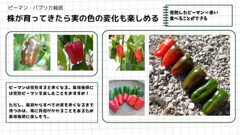 緑から赤へ変化するピーマンの実を写真で並べ、完熟するにつれて色が変わる様子と栽培後半の楽しみ方を紹介した図。