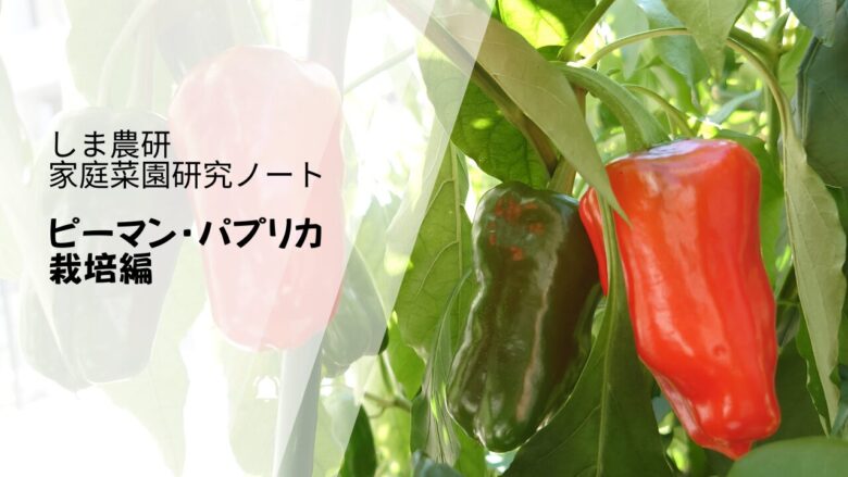 ピーマンとパプリカを育てる様子をまとめた『しま農研 家庭菜園研究ノート ピーマン・パプリカ栽培編』のアイキャッチ画像