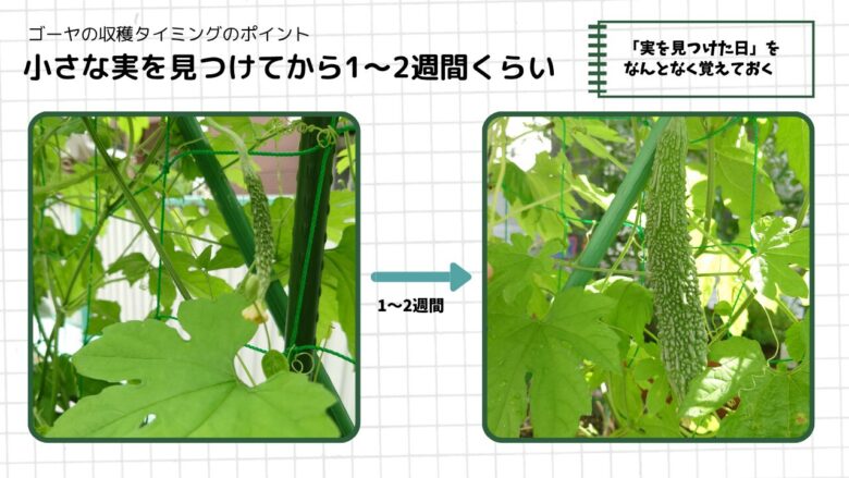 小さなゴーヤの実を見つけてから1〜2週間ほどで収穫サイズに育つ目安を、2枚の写真で比較した図解