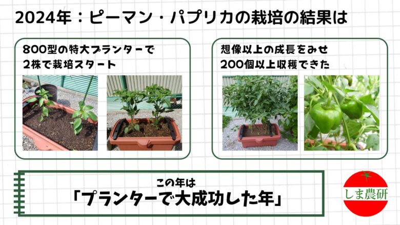 2024年に800型プランターで2株のピーマンを育て200個以上収穫できた様子