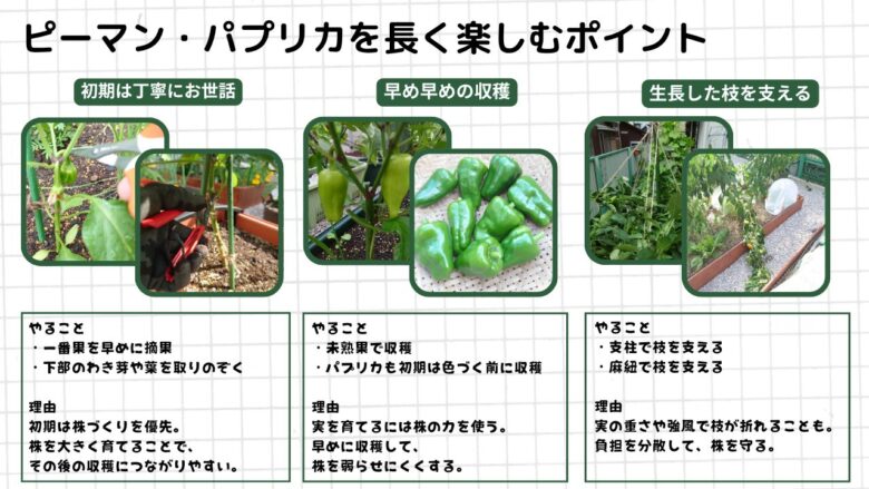 ピーマン・パプリカを長く楽しむために、初期の株づくり、早めの収穫、枝を支える作業を写真付きで整理した図。