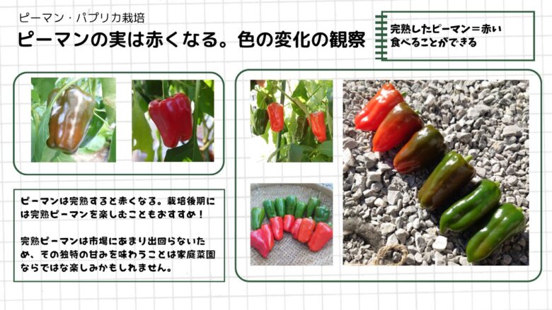 ピーマンの実が緑から赤へ色づく変化と完熟ピーマンを観察した図解