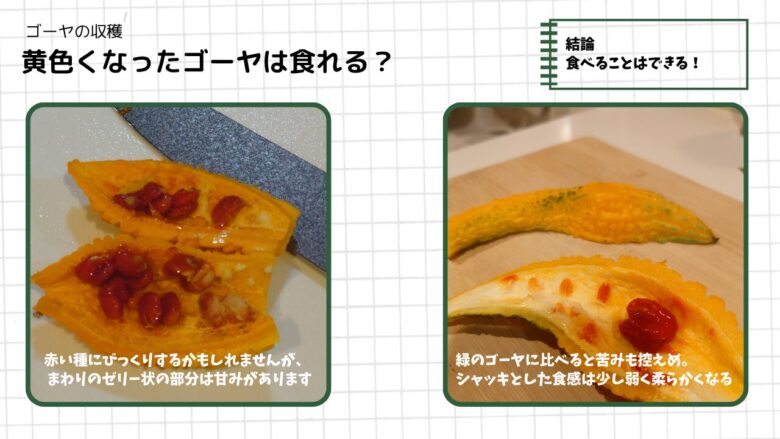 黄色く完熟したゴーヤを切った断面と食べた感想を並べ、黄色くなったゴーヤが食べられることを示した図解