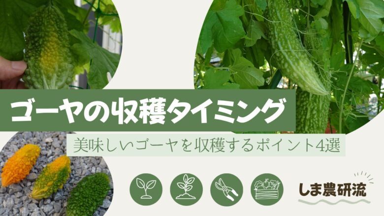 ゴーヤの収穫タイミングをテーマに、緑色の実や黄色くなり始めた実の写真を配置したしま農研流の記事アイキャッチ