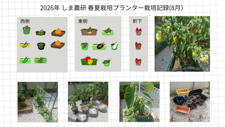 2026年8月のしま農研春夏栽培プランター記録として、配置図と生長し始めた春夏野菜の菜園写真をまとめた画像
