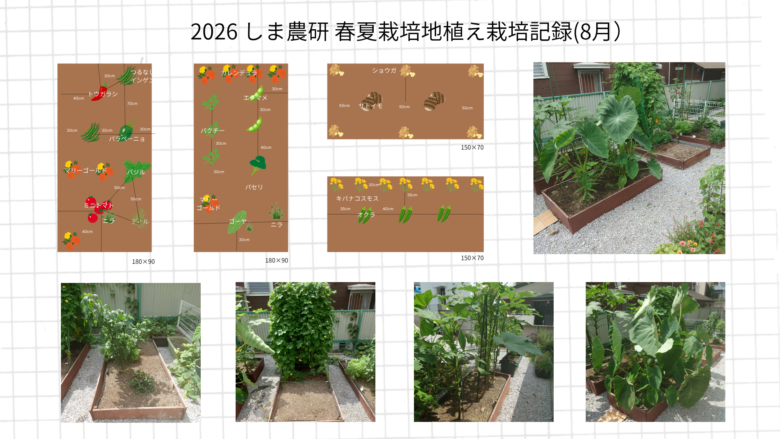 2026年8月のしま農研春夏栽培地植え記録として、配置図と生長し始めた春夏野菜の菜園写真をまとめた画像
